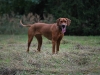 MAGGIE