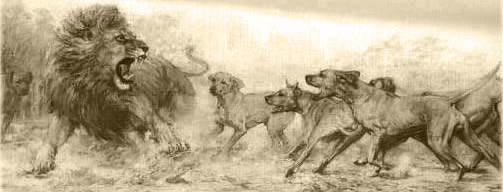 rrandlion
